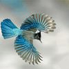 Flying Steller s jay paint by number
