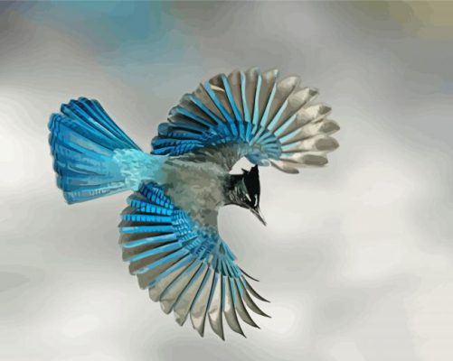 Flying Steller s jay paint by number