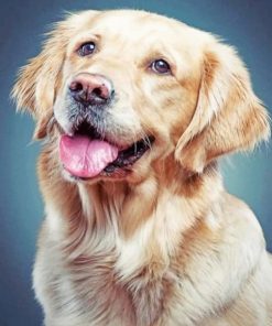 Golden Retriever paint by numbe