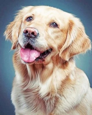 Golden Retriever paint by numbe