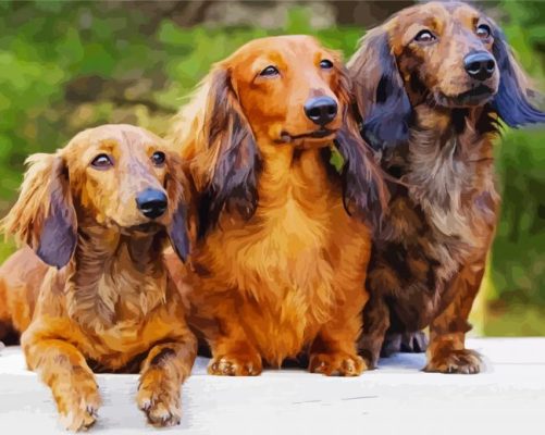 Long Haired Dachshun Dogs Paint by numbers