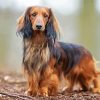 Long Haired Dachshund Standing Paint by numbers