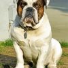 Old English Bulldog Paint By Number