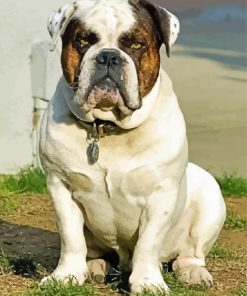 Old English Bulldog Paint By Number