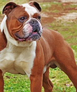 Old English Bulldog Paint By Number