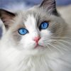 Ragdoll Cat Paint by numbers