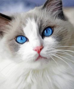 Ragdoll Cat Paint by numbers
