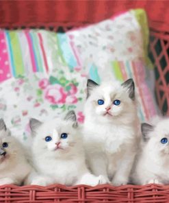 Ragdoll Kittens paint by numbers