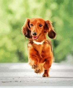 Running Long Haired Dachshun Paint by numbers