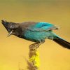 Steller s jay bird animal paint by number