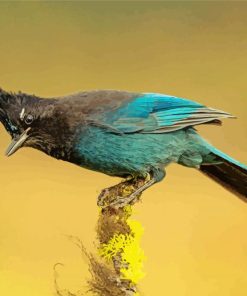 Steller s jay bird animal paint by number