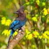 Steller s jay bird on branch paint by numbers