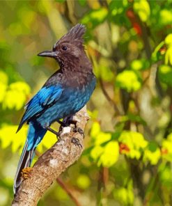 Steller s jay bird on branch paint by numbers