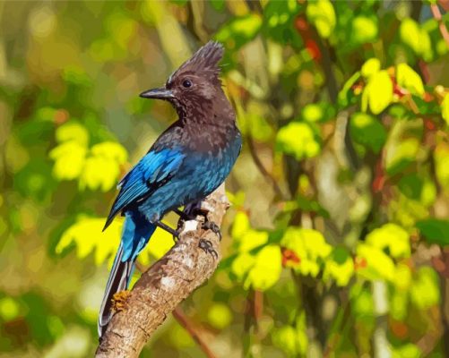 Steller s jay bird on branch paint by numbers