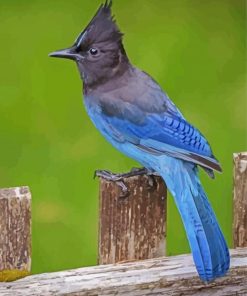 Steller s jay bird paint by number