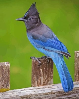 Steller s jay bird paint by number