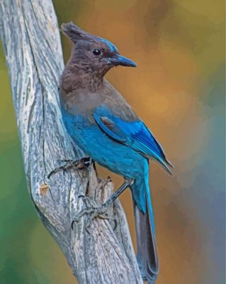Steller s jay on branch paint by number