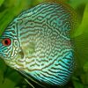 Turquoise Discus fish paint by numbers