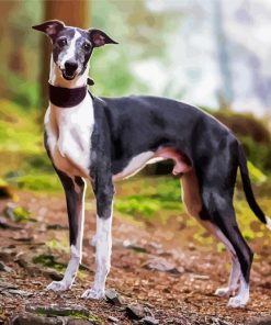 Whippet Puppy paint by numbers
