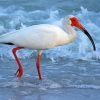 White Ibis Bird paint by numbers