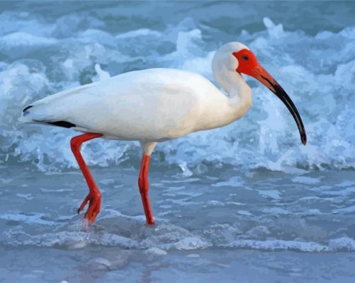 White Ibis Bird paint by numbers