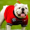 Adorable Georgia Bulldogs paint by numbers