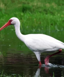Aesthetic White Ibis Bird paint by numbers