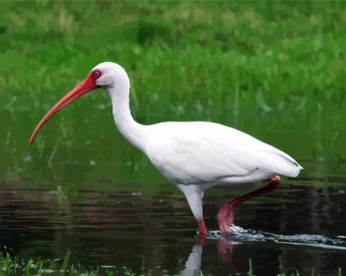 Aesthetic White Ibis Bird paint by numbers