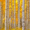 Aesthetic Aspen Trees paint by number