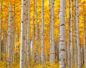 Aesthetic Aspen Trees paint by number