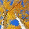 Aesthetic Aspen Trees paint by numbers