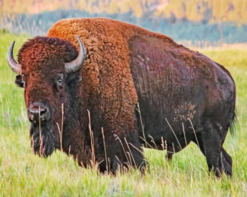 American Bison paint by numbers