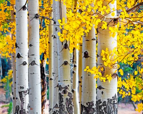 Aspen Trees paint by numbers