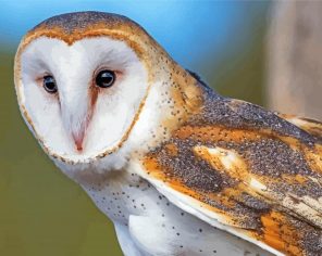 Aesthetic Barn Owl paint by numbers