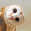 Cute Barn owl paint by numbers