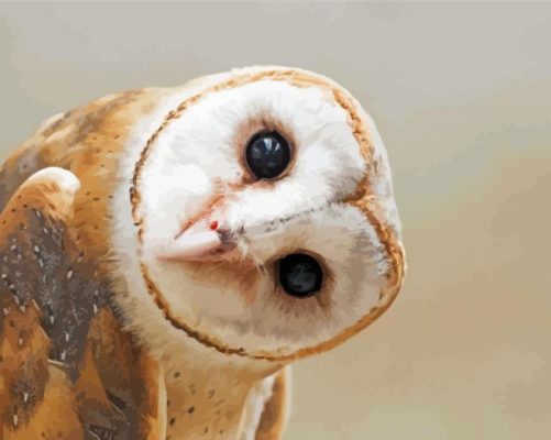 Cute Barn owl paint by numbers