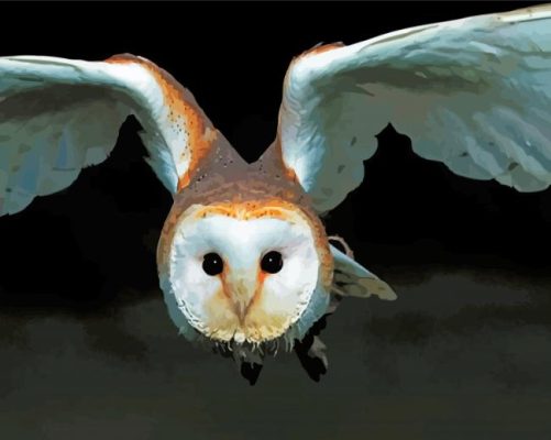 Flying Barn Owl paint by numbers