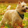 beige Cairn Terrier paint by number