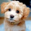 beige Maltipoo dog paint by number