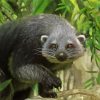 Aesthetic Binturong Animal Paint by numbers