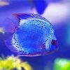 blue Discus fish paint by numbers