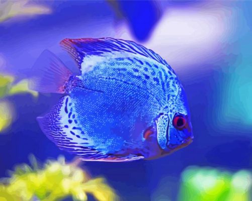 blue Discus fish paint by numbers