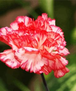 Carnations Flowers paint by numbers