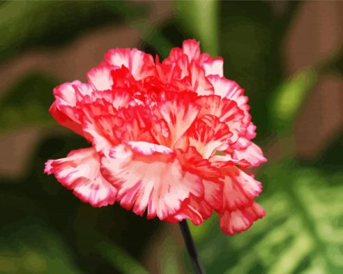 Carnations Flowers paint by numbers