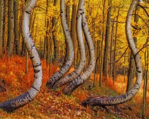 Curved Aspen Trees paint by numbers