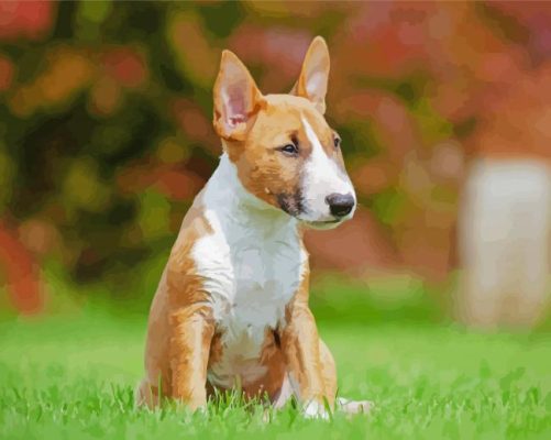 Cute English Bull Terrier Puppy Paint by numbers