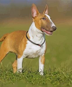 English Bull Terrier Paint by numbers