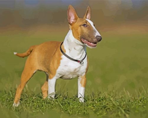 English Bull Terrier Paint by numbers