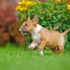 English Bull Terrier Puppy Paint by numbers