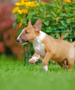 English Bull Terrier Puppy Paint by numbers